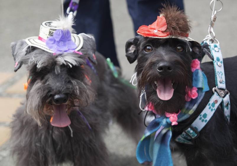 Las flores fueron para los perros