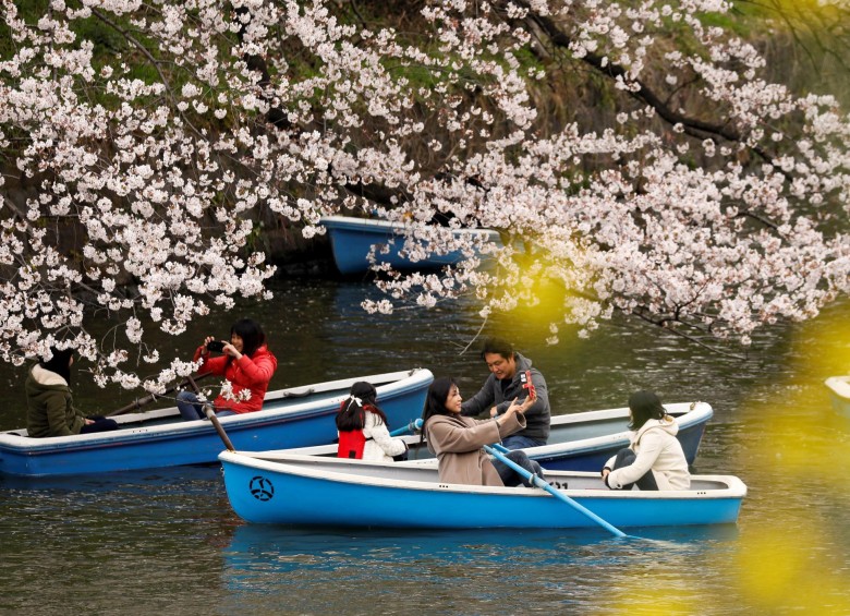 Otros optaron por subirse a un bote y navegar entre las flores que rodean el foso de la era Edo que comprende el noroeste del Palacio Imperial de Tokio, cuyo vistoso paisaje ansiaba fotografiar la mayoría de los visitantes. FOTO EFE