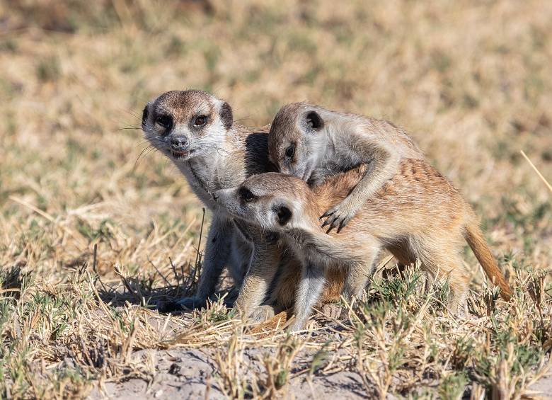 Suricatas jóvenes jugando. El animal más altruista. Foto D. Delso