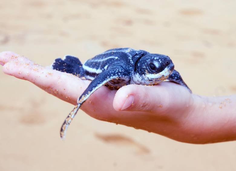 Las tortugas laúd subsisten gracias a una dieta de medusas. FOTO: Shutterstock.