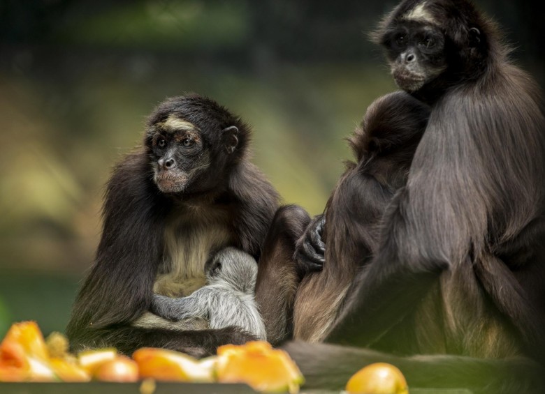 Una pareja de marimondas del Magdalena protege a su cría recién nacida, en el zoológico Santa Fe, de Medellín. FOTO camilo suárez