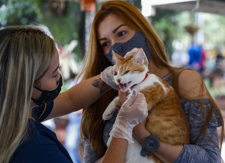 Los animales deben ser llevados por un adulto responsable. No deben ser mayores de 70 años, ni deben asistir niños. Los puestos de vacunación estarán en los parques principales de cada municipio de Antioquia. FOTO: MANUEL SALDARRIAGA