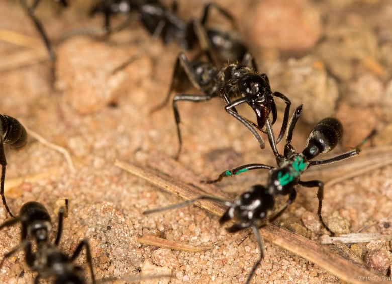 Una hormiga recibe tratamiento de una compañera de nido. Si se le brinda entre una a doce horas después de la lesión, la mortalidad se reduce al 10 %. FOTO Erik Frank et al