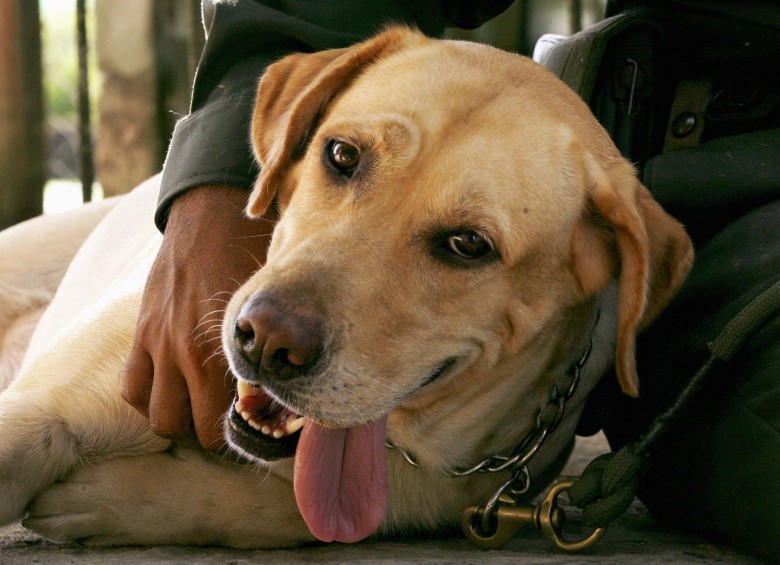 Imagen de referencia. El perro sobre el que se decidió la custodia en Medellín es un criollo con genes de labrador que tiene 10 años de edad. FOTO REUTERS