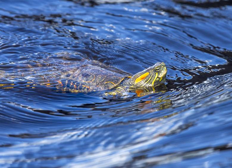 Tortuga de río