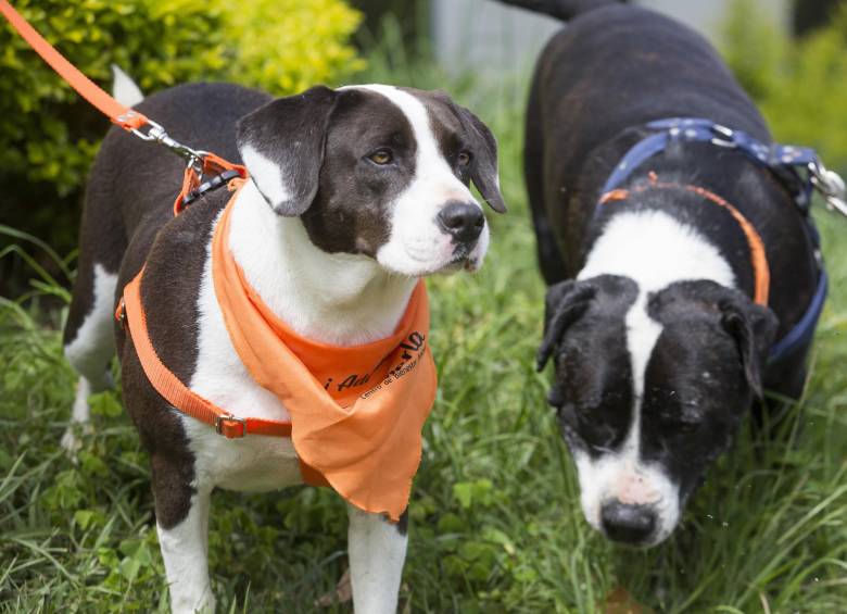 Candy y Romeo son dos perros pit bull rescatados que hoy están en el centro de bienestar La Perla disponibles para adopción. FOTO manuel Saldarriaga