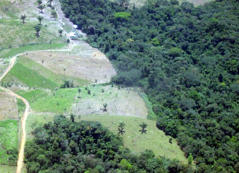 La deforestación en La Macarena amenaza la estabilidad de los ecosistemas. Los grupos ilegales la promueven para cultivar coca y explotar yacimientos mineros. FOTO Archivo El Colombiano