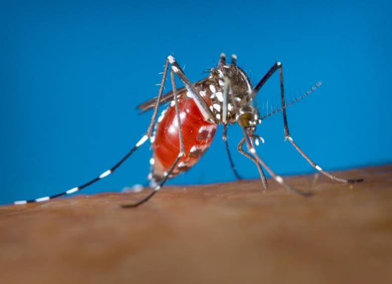 Usar la radiación nuclear para eliminar o al menos reducir la población del mosquito que transmite el virus del Zika será uno de los temas centrales que el director general del OIEA. FOTO ARCCHIVO