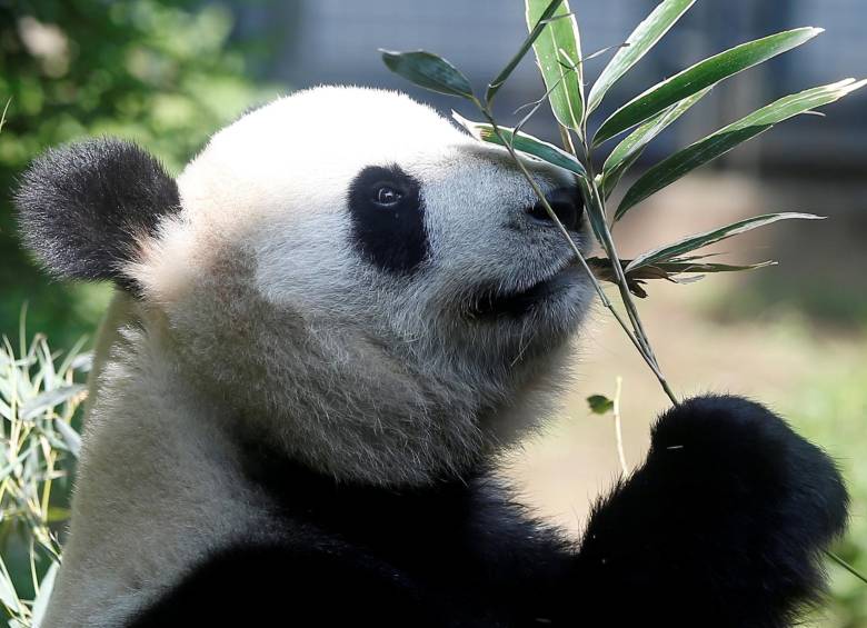 Nace panda en zoológico de Tokio