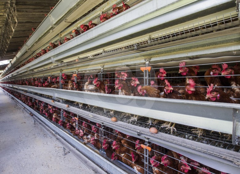 El año pasado el país produjo 1,73 millones de toneladas de pollo, un 2,6 % más que las 1,68 millones de toneladas producidas durante el 2016, según cifras del Dane. FOTO Jaime Pérez