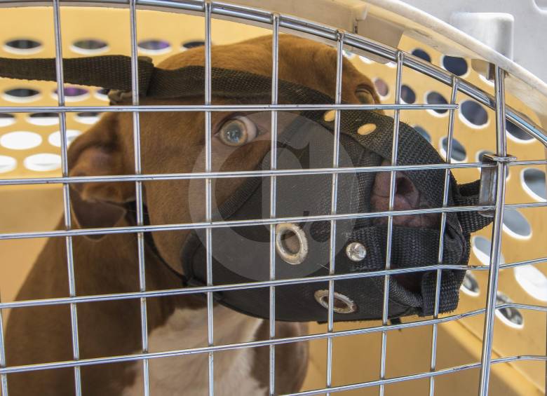En los dos ataques había perros de raza pitbull implicados. FOTO ARCHIVO
