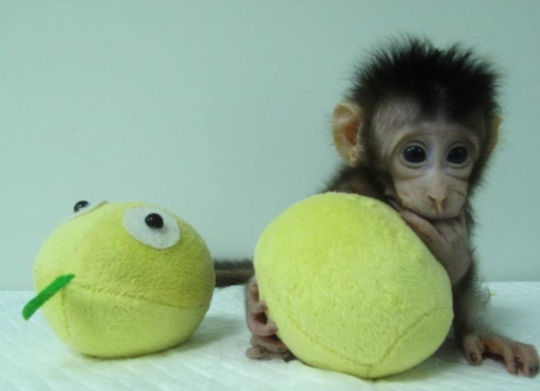 Nacen los primeros monos clonados como la oveja Dolly