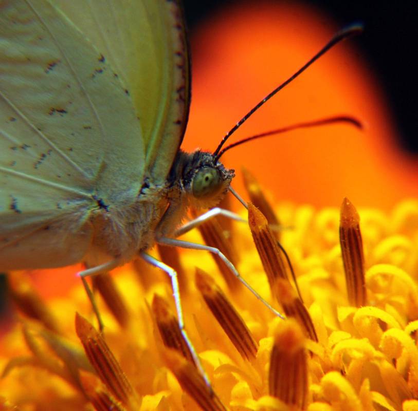 La macro fotografía nos ofrece un nuevo mundo de posibilidades para observar diferente, como nunca lo habíamos visto antes. Foto: Julio César Herrera