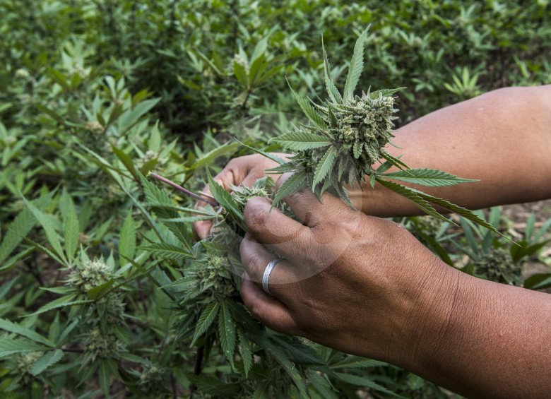 En Colombia ha venido creciendo el número de cultivos de marihuana para uso medicinal y científico. El MinJusticia busca organizar esta industria creciente. FOTO juan antonio sánchez