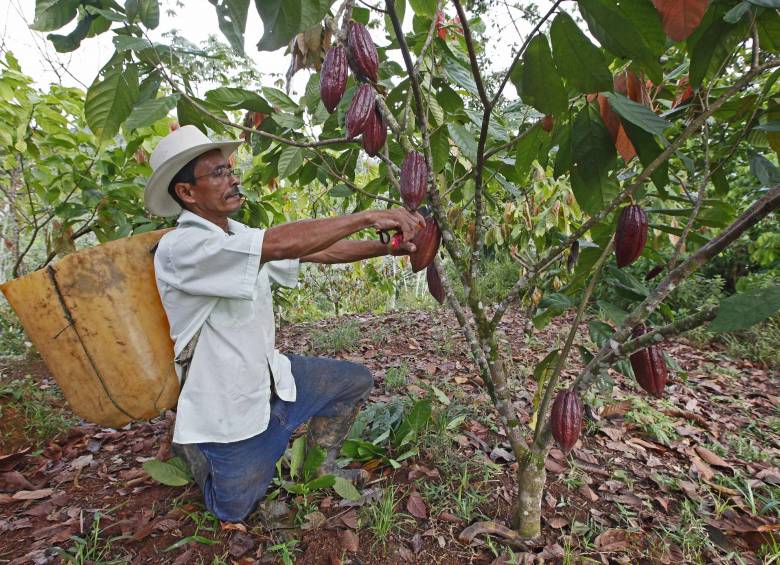 El programa Agricultura Familiar pretende fortalecer la autonomía alimentaria y la economía de los campesinos, además de potenciar la organización juvenil rural. FOTO ARCHIVO