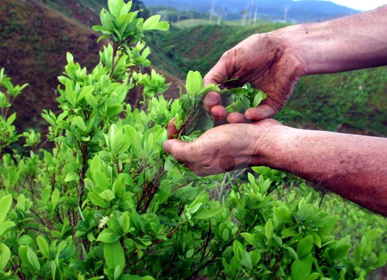Los cultivos ilícitos han sido, históricamente, uno de los problemas que más atiza la guerra en Tarazá. FOTO ARCHIVO