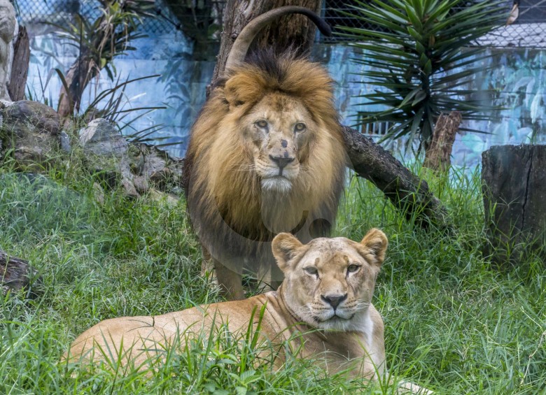 El zoológico alberga animales de 160 especies que fueron víctimas del tráfico ilegal y no pueden retornar a su hábitat FOTO Juan Antonio Sánchez