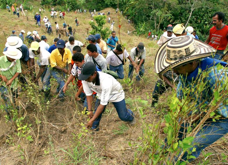 Según Unodc, en 2014 había 69.000 hectáreas de coca en Colombia. FOTO jaime pérez (archivo).