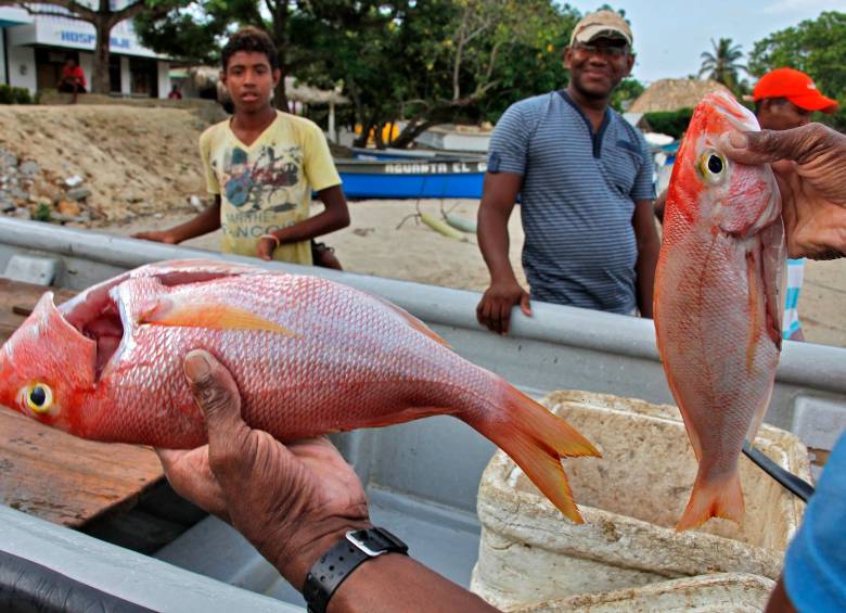 Es frecuente que se capturen peces por debajo de la talla mínima, antes de su reproducción. Eso incide en la pesca futura. En la fotografía, venta de pescado en Isla Fuerte. Allí también los pescadores deben salir más lejos. FOTO Henry Agudelo