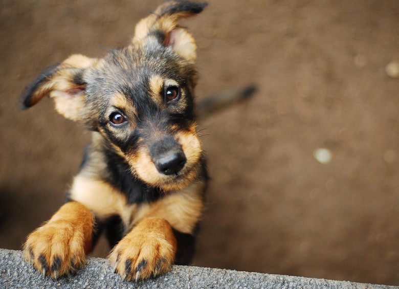 Nuevo estudio busca explicar por qué los perros son tiernos”. FOTO SSTOCK