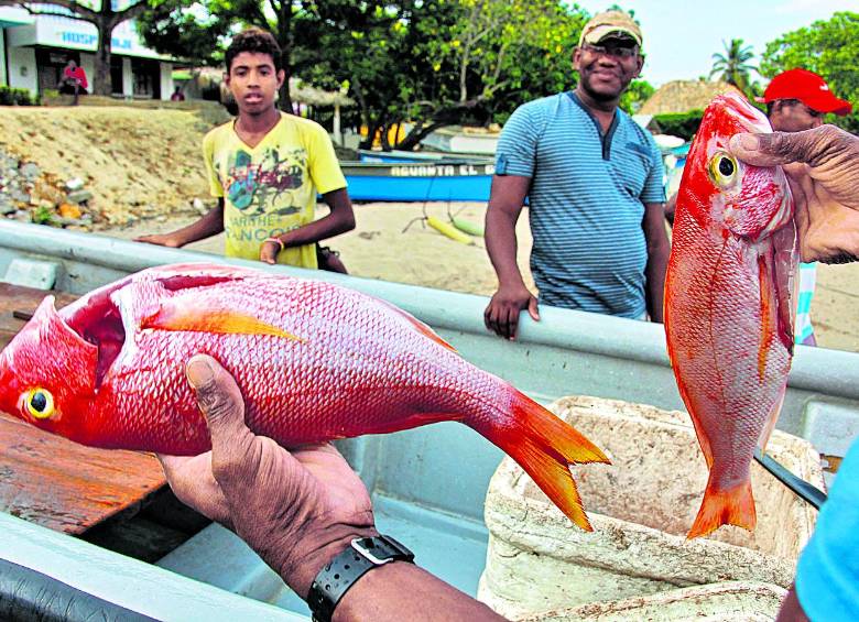 Dramática reducción de peces en mares del país