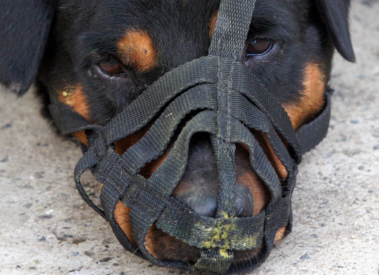 12 razas de perros son consideradas potencialmente peligrosas por la ley colombiana. FOTO JAIME PÉREZ 