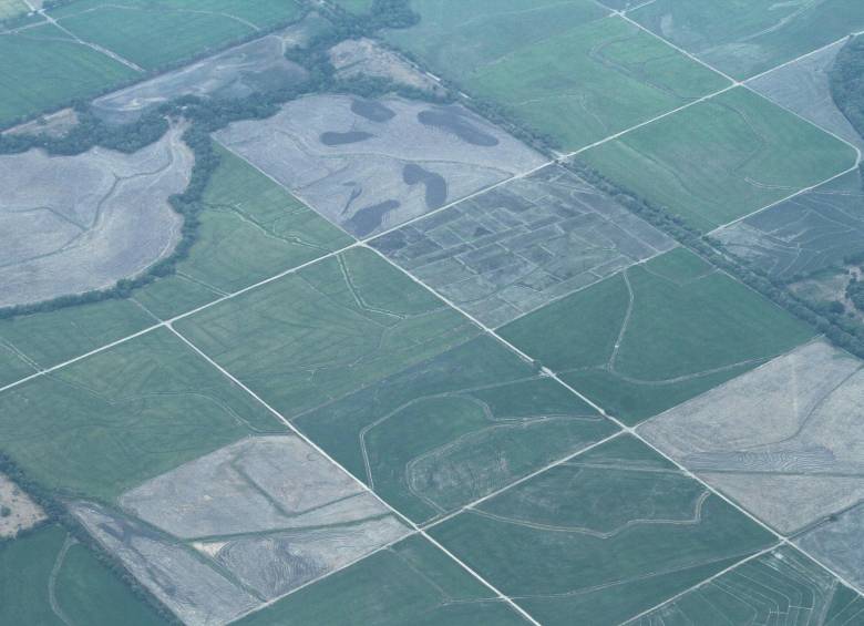 Cultivos transitorios como el arroz se caracterizan por tener una sola cosecha después de haber sido sembrados. Crédito: Robinson Saenz