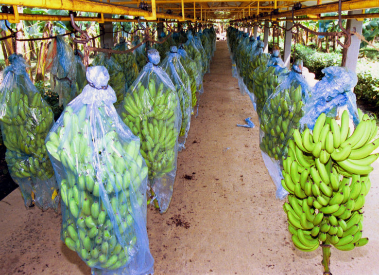 El ICA, ante la sospecha de hongo en cultivos de banano, ejecutó protocolo de diagnóstico internacional. FOTO: COLPRENSA