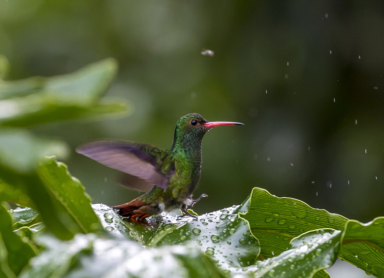 El colibrí: esta pequeña ave es común avistarla en los parques de la ciudad. FOTO: JUAN ANTONIO SÁNCHEZ OCAMPO