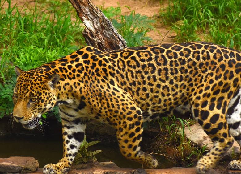 Jaguar. FOTO: Federico Mosquera - Fundación Omacha