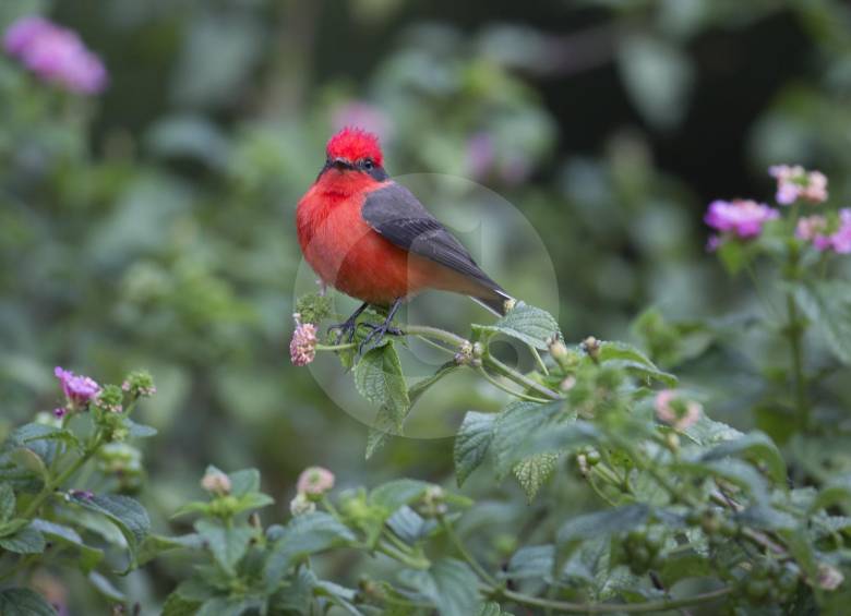 Phyrocephalus rubinus (Cardenal)