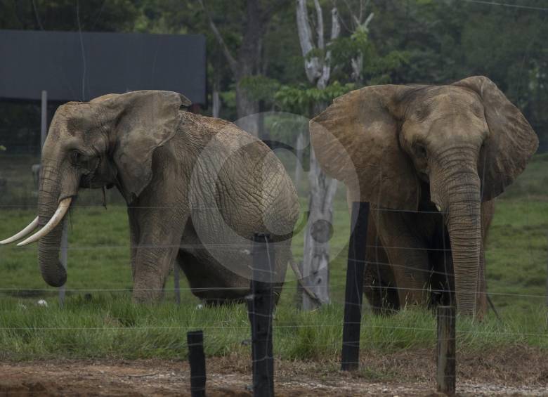 Rani y Junior durante el recibimiento al elefante Zimbawe. FOTOS Robinson Saenz