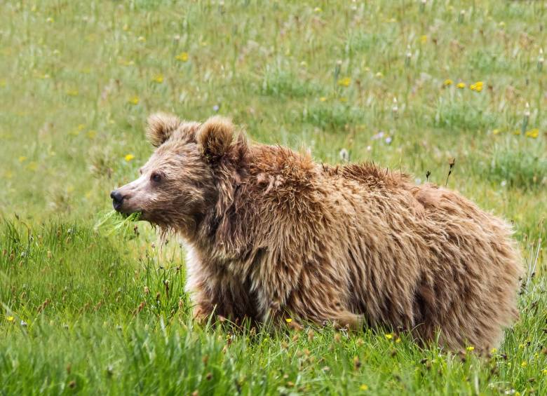 Del oso asiático poco se conocen sus orígenes. FOTO AFP