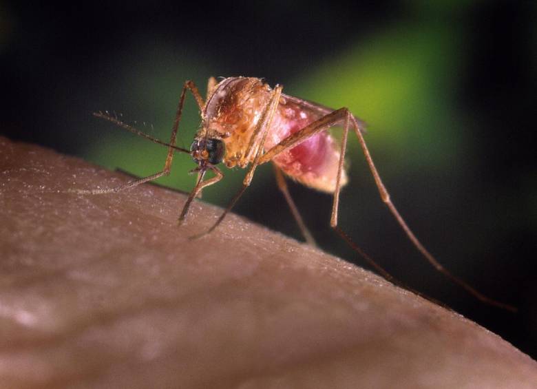 El virus Zika es transmitido por el mosquito Aedes aegypti, y empieza a ser la causa más creíble a los casos de microcefalia. FOTO: REUTERS