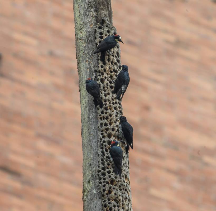 Pájaros Carpinteros: tienen una distribución cosmopolita, lo que permite observarlos con facilidad en parques y bosques de la ciudad. FOTO: JUAN ANTONIO SÁNCHEZ OCAMPO