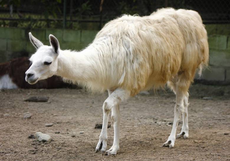 La llama perdió a su cría en medio de las explosiones de pólvora durante la alborada. FOTO CORTESÍA ZOOLÓGICO SANTA FE