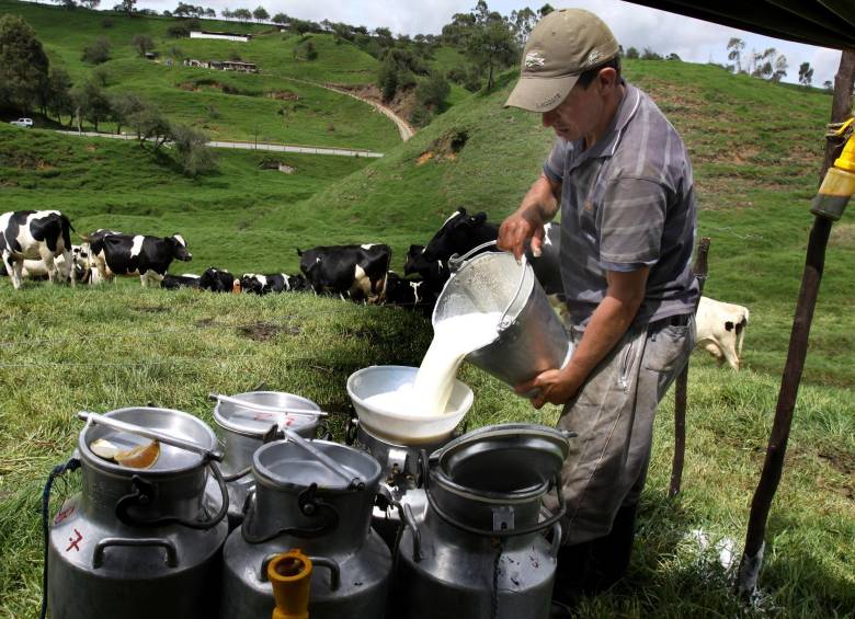 La producción se ha tenido que mermar a la fuerza saliendo de vacas productoras. Crédito: Donaldo Zuluaga
