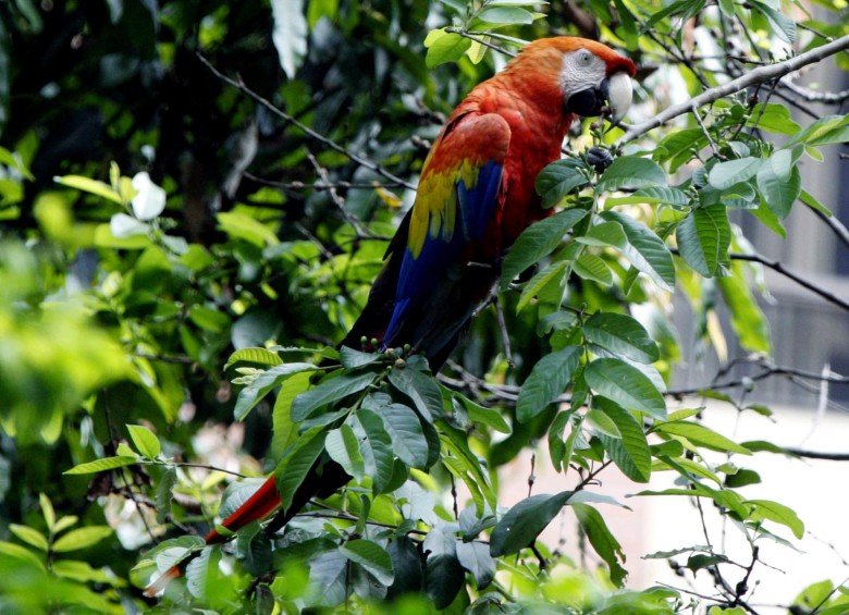Las guacamayas son de las aves más bellas en Medellín. FOTO Archivo, Jaime Pérez Munévar