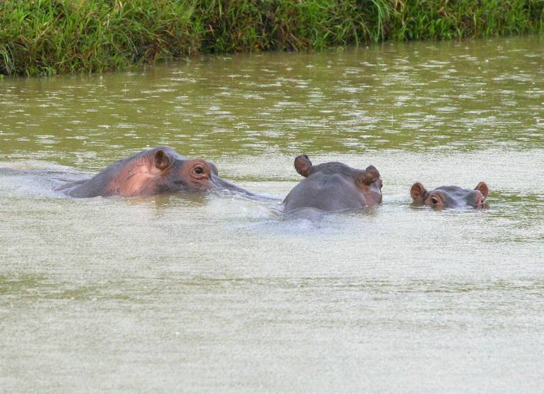 Más de 40 hipopótamos están libres en el Río Magdalena. FOTO JAIME PÉREZ 