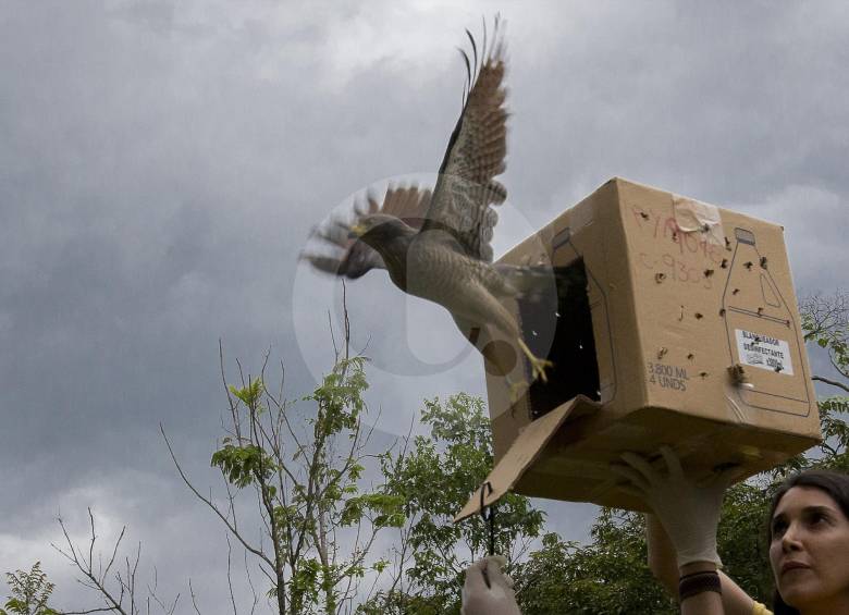 A veces, incluso abriéndoles las puertas a la libertad, especies como los gavilanes dudan en salir volando, pues ya han perdido la noción de su territorio y pueden ser cazadas. FOTO archivo 