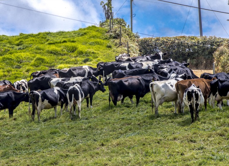 En cifras de Fedegán en el país hay cerca de 300.000 pequeños productores de leche. Foto: Juan Antonio Sánchez Ocampo