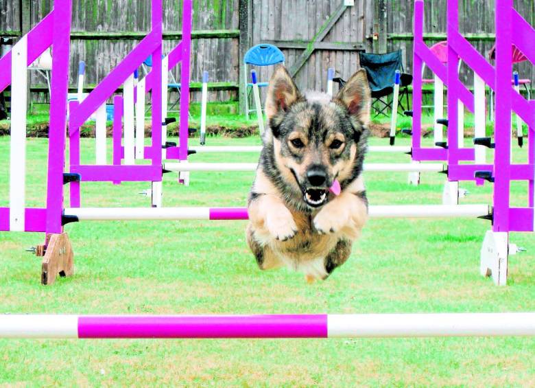 El deporte crea un vínculo entre el propietario y la mascota.