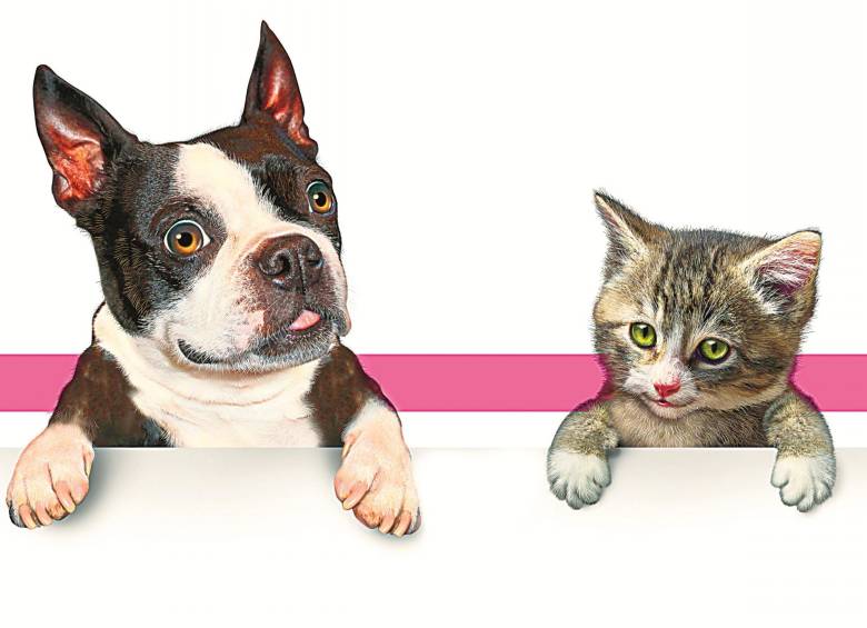 Website ayuda a conocer a su mascota