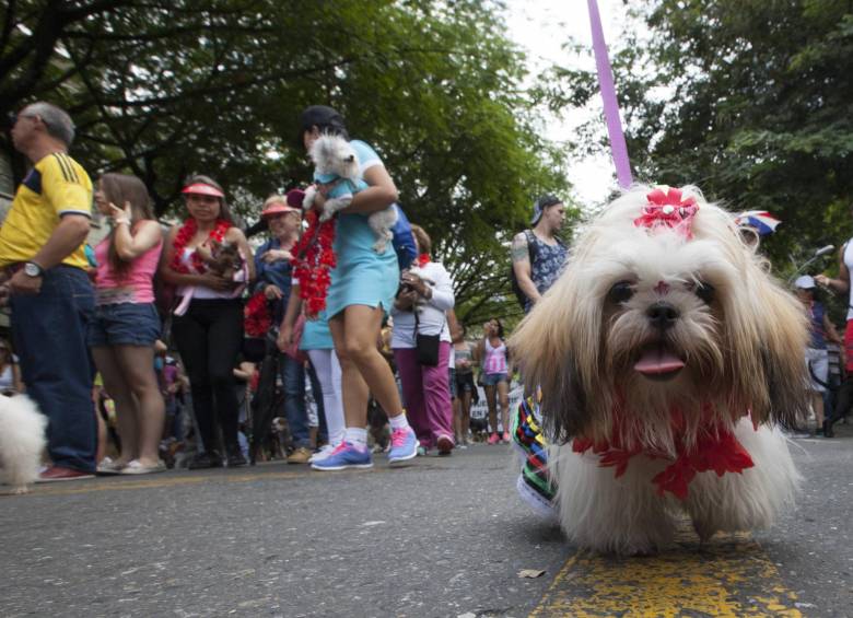 Las flores fueron para los perros