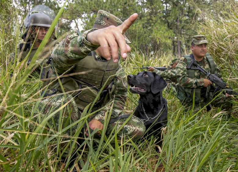 La crudeza de la guerra no es ajena a los perros. Este año, la institución ha perdido cinco caninos en operaciones militares. Foto: Juan Antonio Sánchez