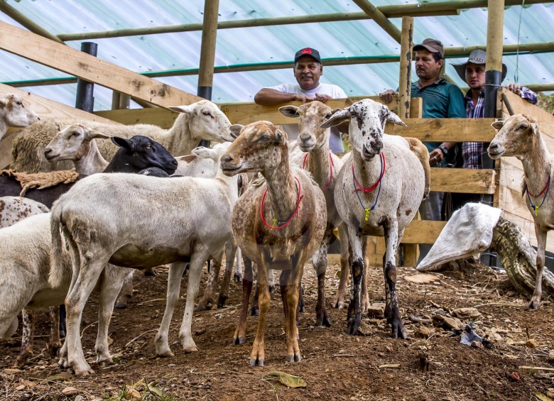 Los excombatientes de las Farc, en Ituango, contarán con tierra para darle fuerza a sus proyectos productivos de ganadería multipropósito, café especial y piscicultura. FOTO Juan Antonio Sánchez
