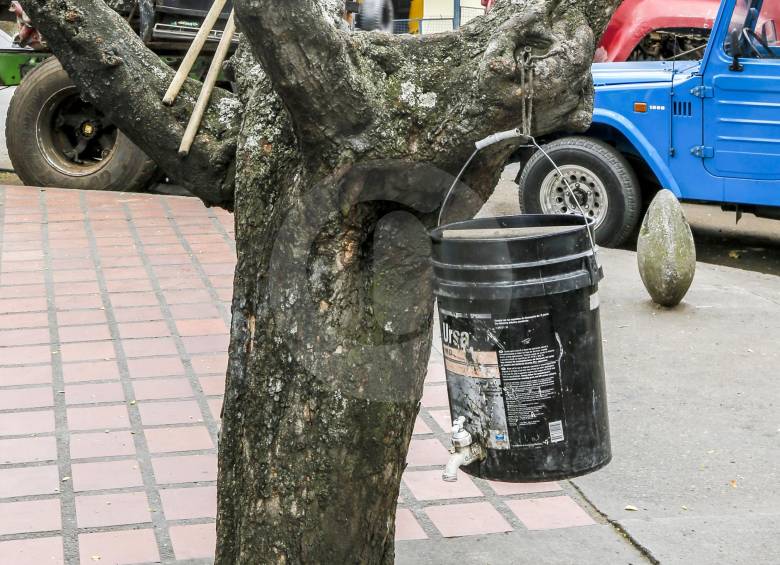 Árboles que son utilizados para las labores diarias