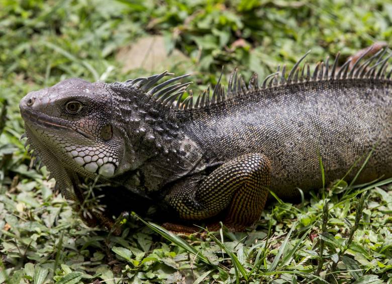Los cazadores abren el vientre de la iguana, casi siempre sin anestesia y con herramientas sin esterilizar, y tras extraer los huevos las dejan abandonadas o las cosen con pita. FOTO archivo