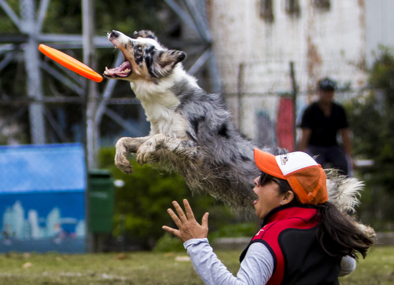 En el freestyle los amos sacaron toda su creatividad para que sus mascotas hicieran sus mejores piruetas para lograr atrapar el disco. Foto: Camilo Suárez