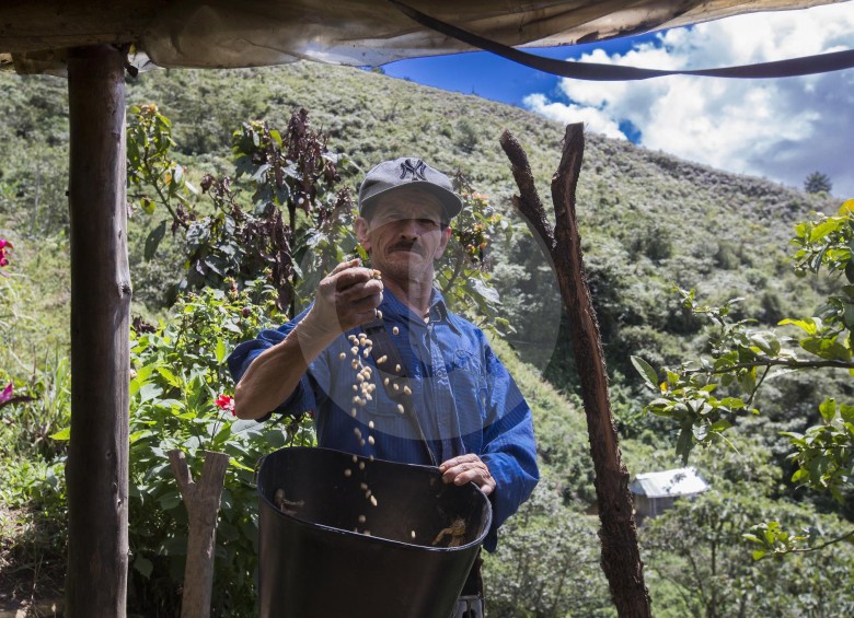 La recolección de café entre enero y mayo sumó 5,4 millones de sacos, reportó la Federación de Cafeteros. FOTO El Colombiano